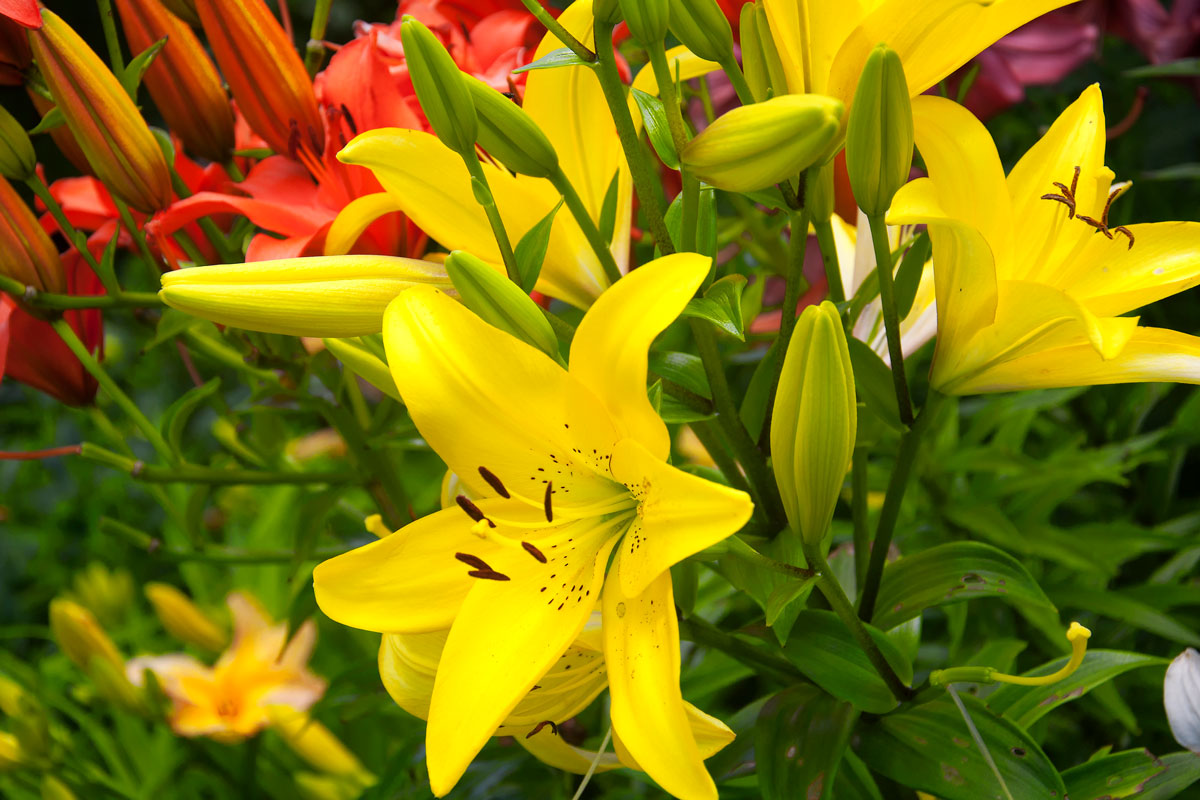 vibrant colored lilies blooming in a garden at topsmead state forest in Litchfield Connecticut
