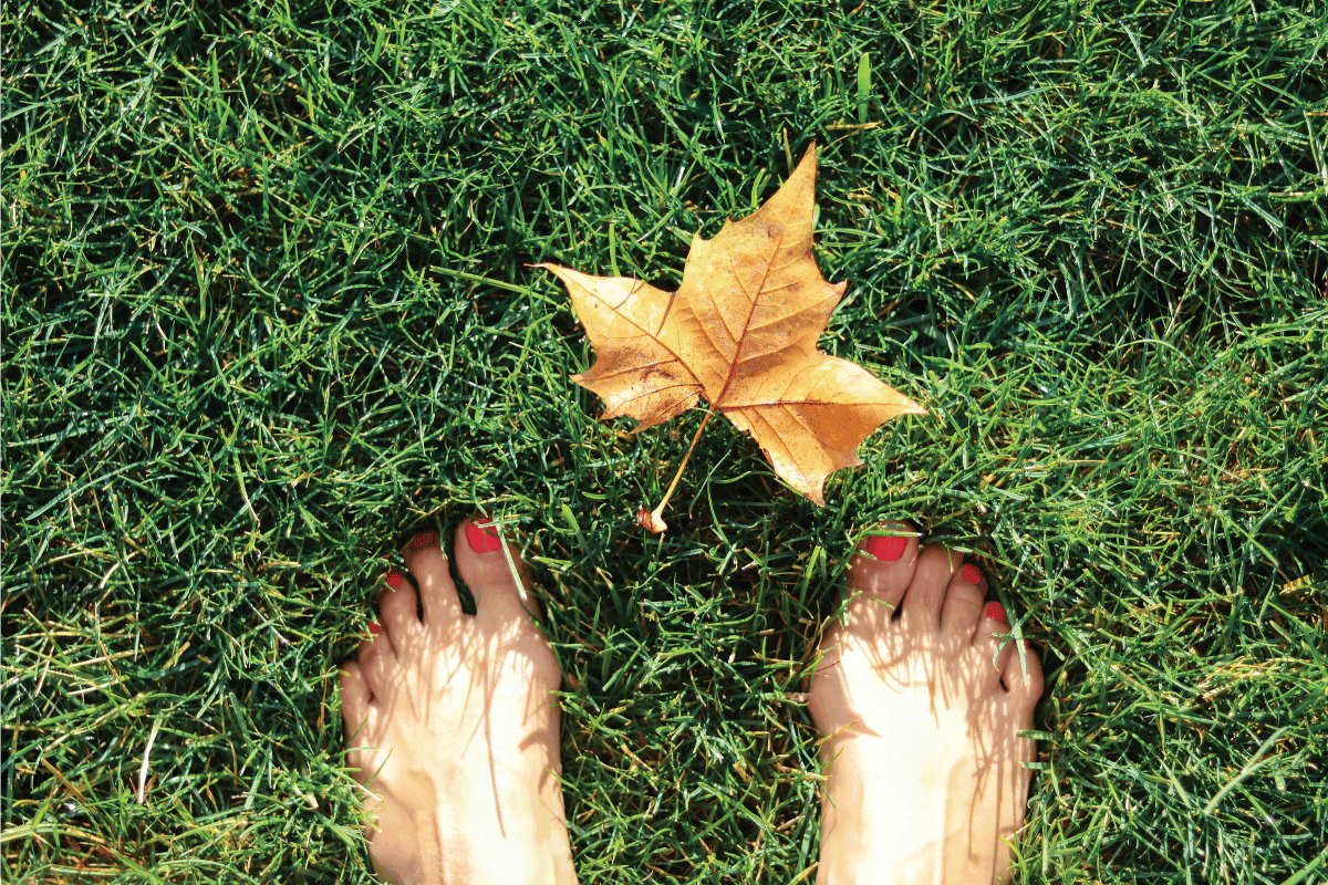 view of golden yellow maple leaf at barefoot woman feet on green grass at early morning. Lawn Sinks When Walking On It What To Do