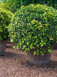 well arrange sun lit round green shrub on a brown pot, 11 Evergreen Shrubs With Non Invasive Roots
