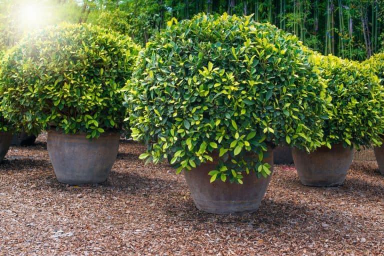 well arrange sun lit round green shrub on a brown pot, 11 Evergreen Shrubs With Non Invasive Roots