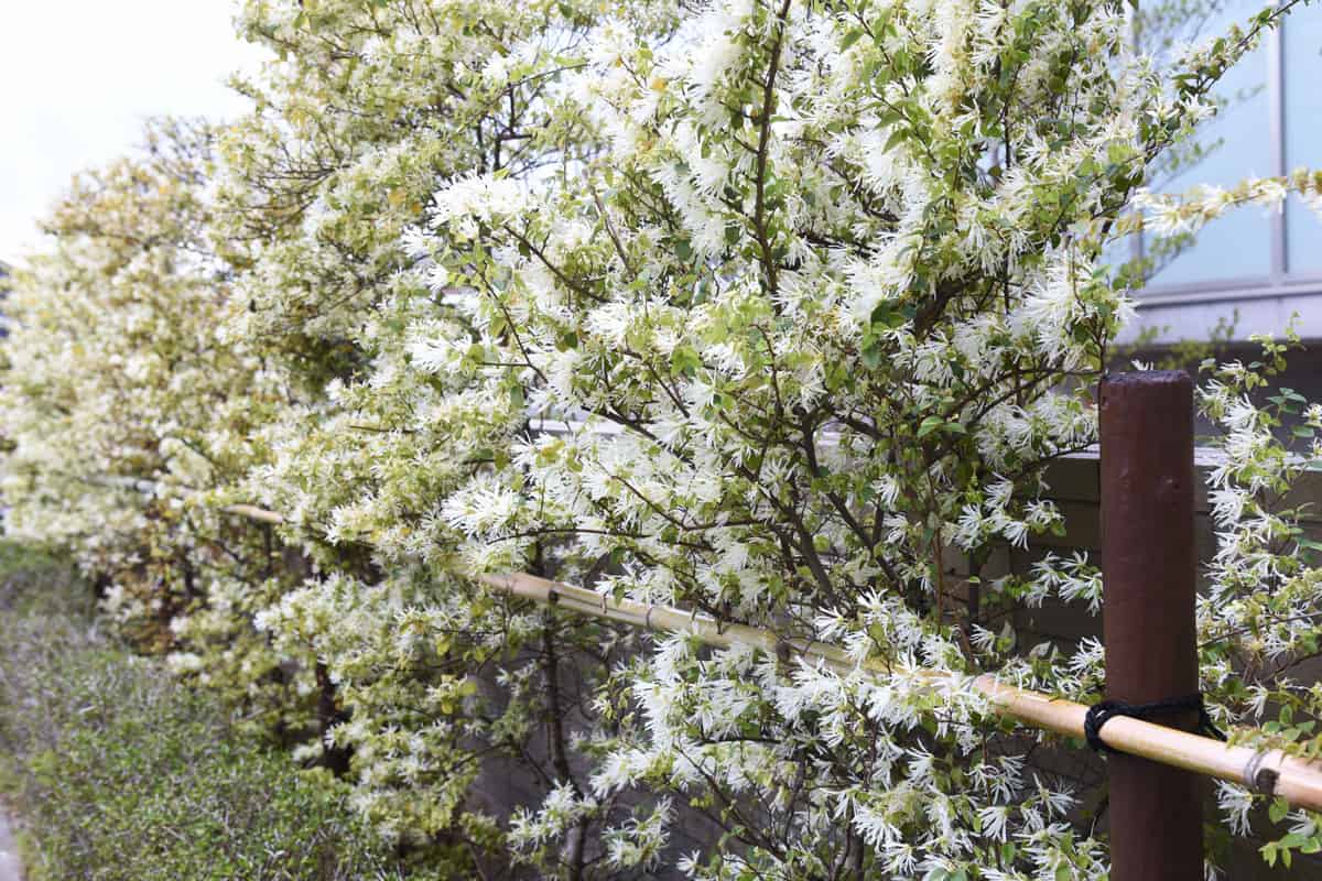 well maintained white chinese fringe tree, very nice chinese fringe flowers