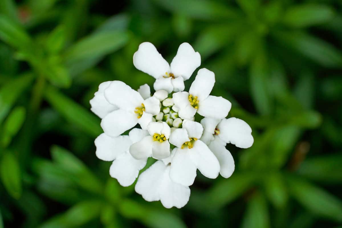 white flowers of the evergreen candytuft. Iberis sempervirens