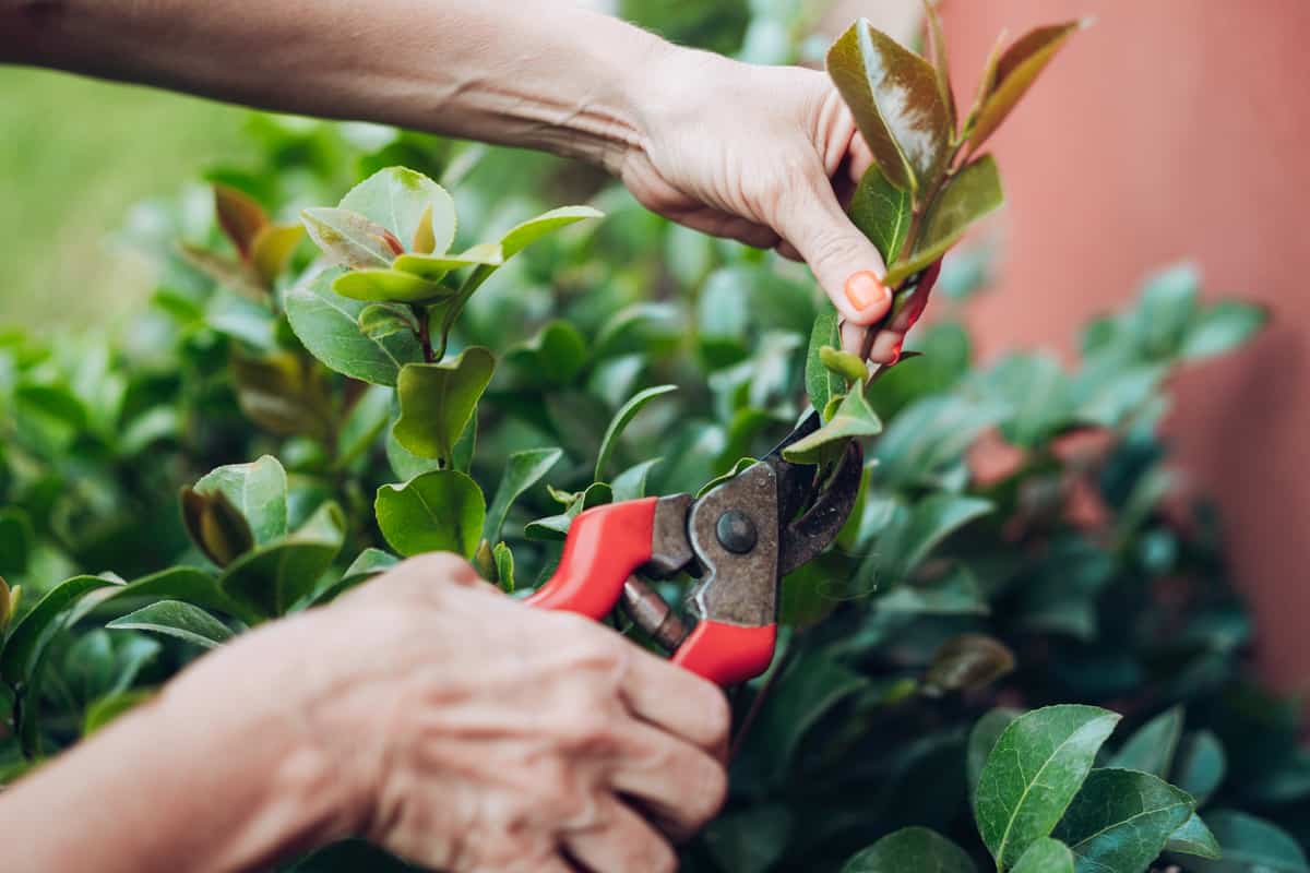 woman pruning branches of a camellia without flower