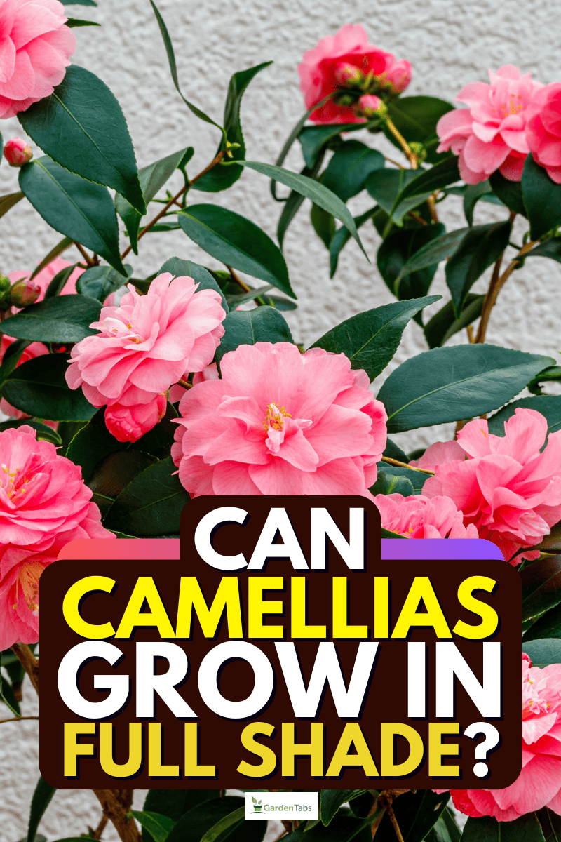 Can Camellias Grow In Full Shade?