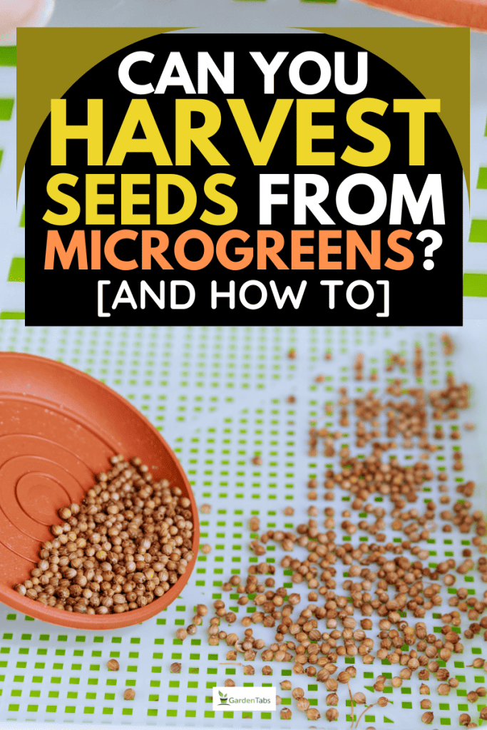 Can You Harvest Seeds From Microgreens? [And How To]