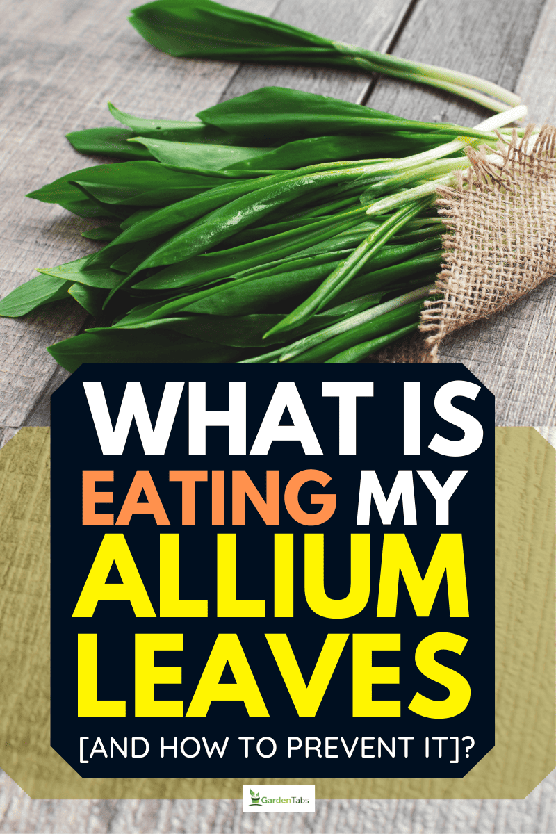 What Is Eating My Allium Leaves [And How To Prevent It]?