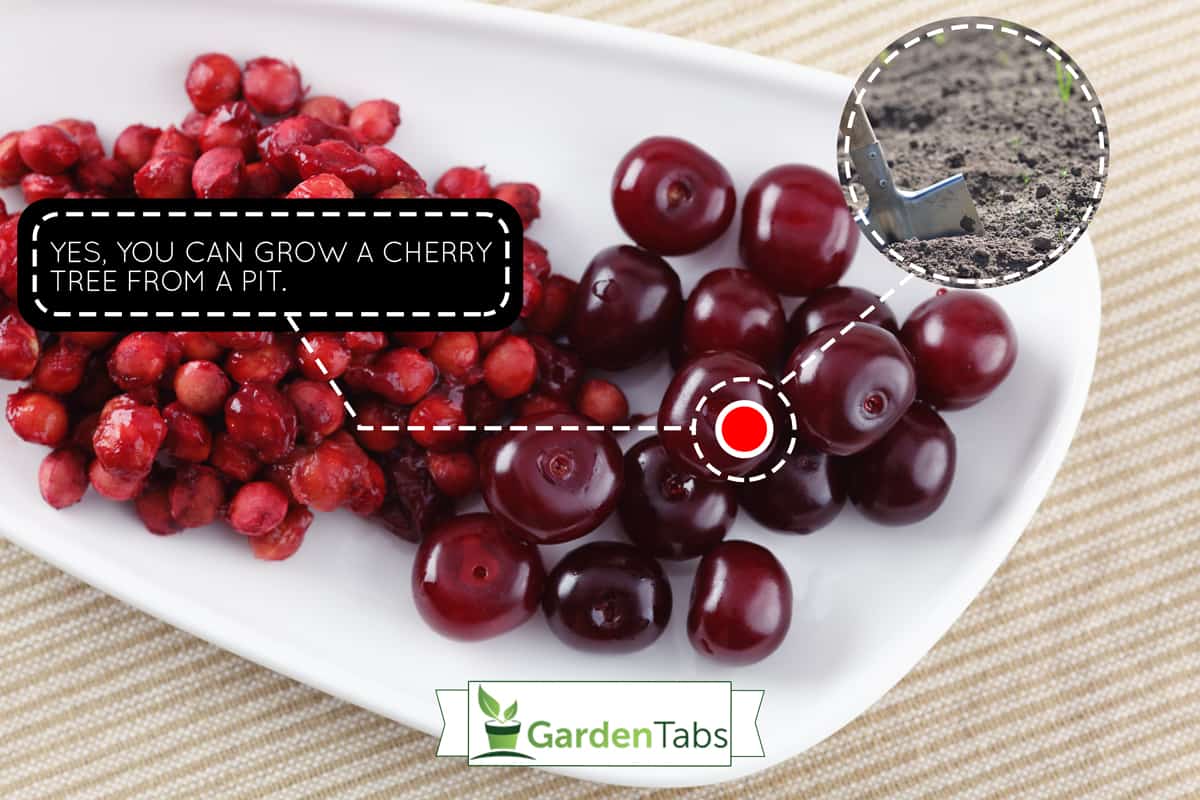 Cherries and cherry stones, Can You Grow a Cherry Tree From a Pit?