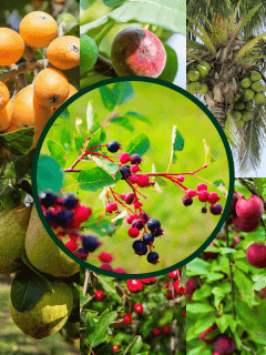 Collaged photo of different fruit bearing trees, 11 Fruit Trees That Absorb A Lot Of Water