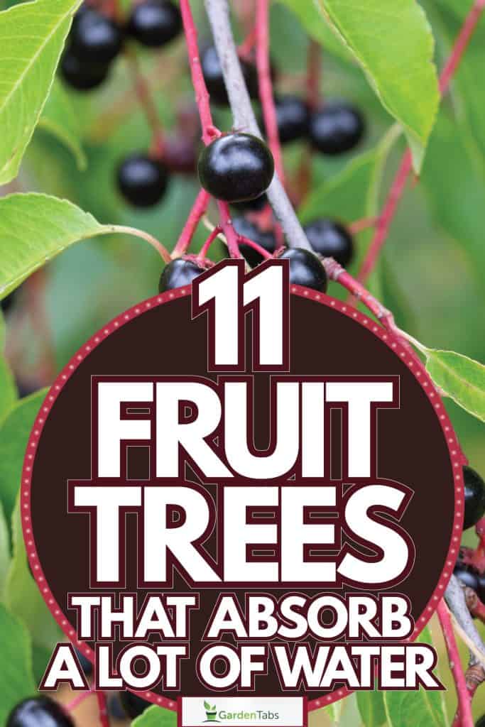 A Hackberry tree growing in the garden, 11 Fruit Trees That Absorb A Lot Of Water
