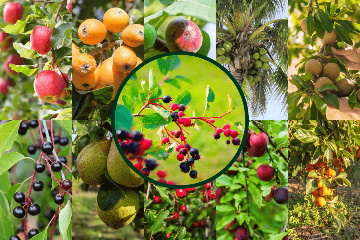 Collaged photo of different fruit bearing trees