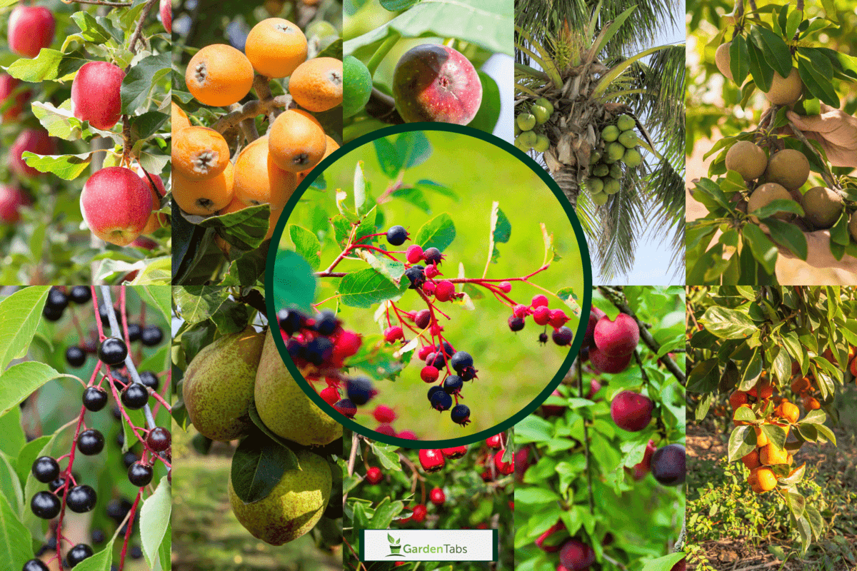 Collaged photo of different fruit bearing trees, 11 Fruit Trees That Absorb A Lot Of Water