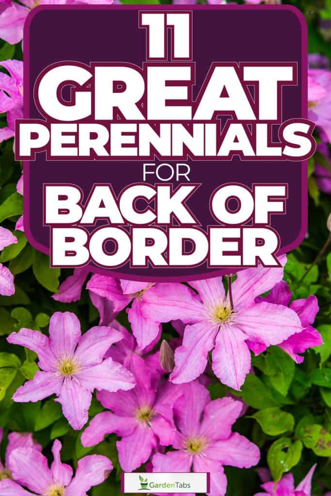 A collaged photo of perennial flowers, 11 Great Perennials For Back Of Border