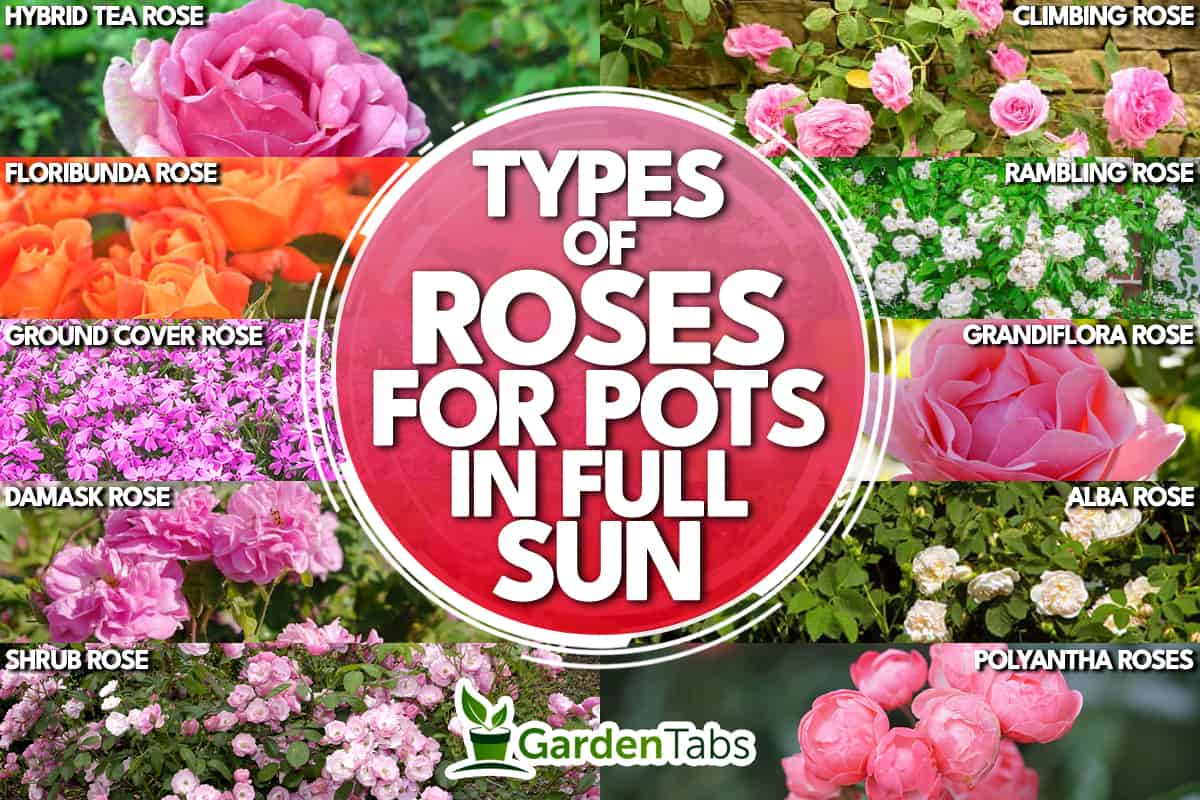 Collage of roses in the garden, 11 Types Of Roses For Pots In Full Sun