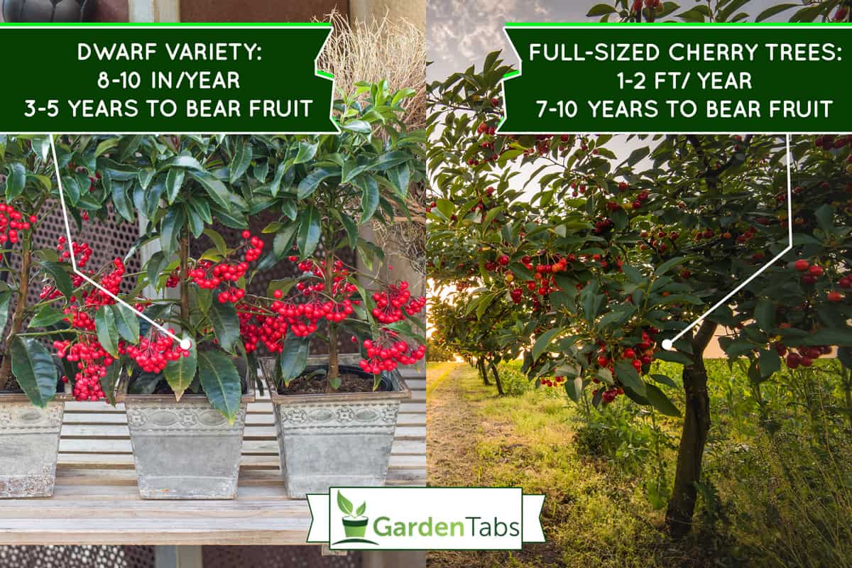 How Fast Do Cherry Trees Grow?