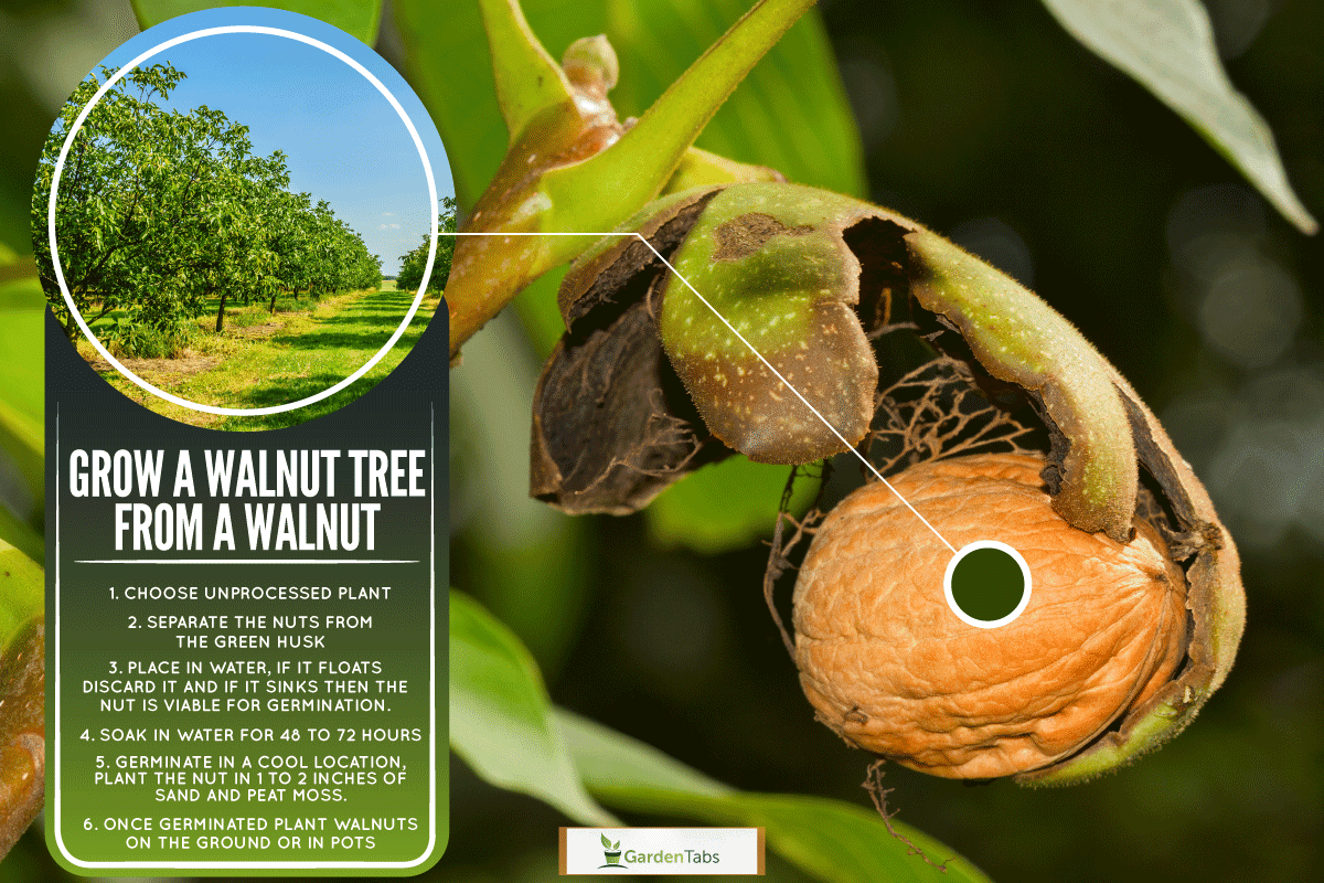 Can You Grow A Walnut Tree From A Walnut?