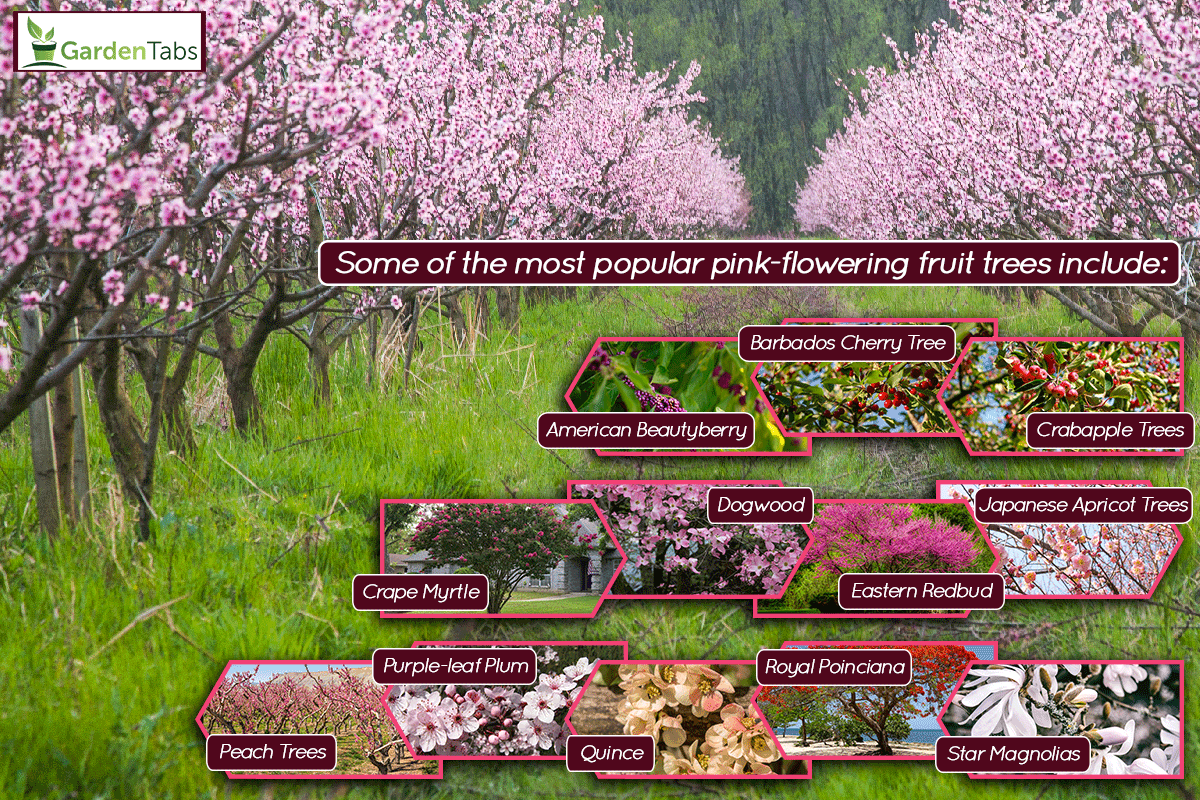Peach trees cultivated in farm in spring in blossom, 12 Fruit Trees With Pink Flowers