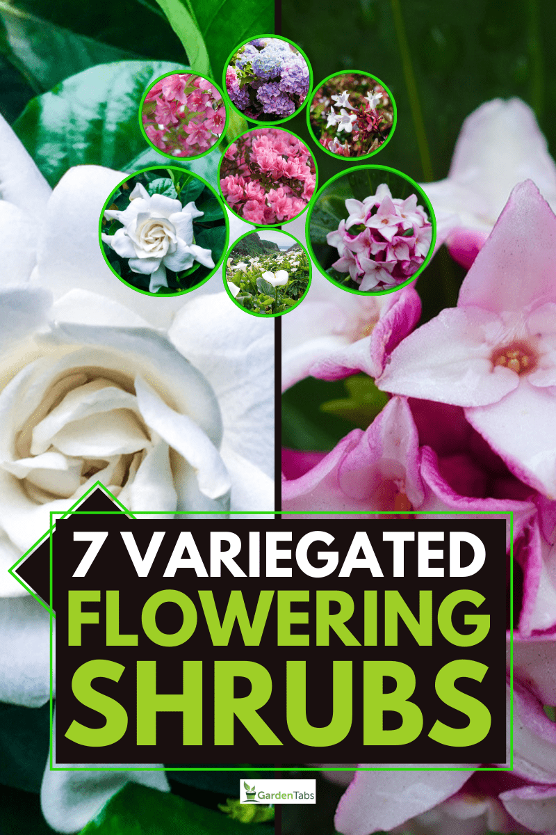 7 Variegated Flowering Shrubs
