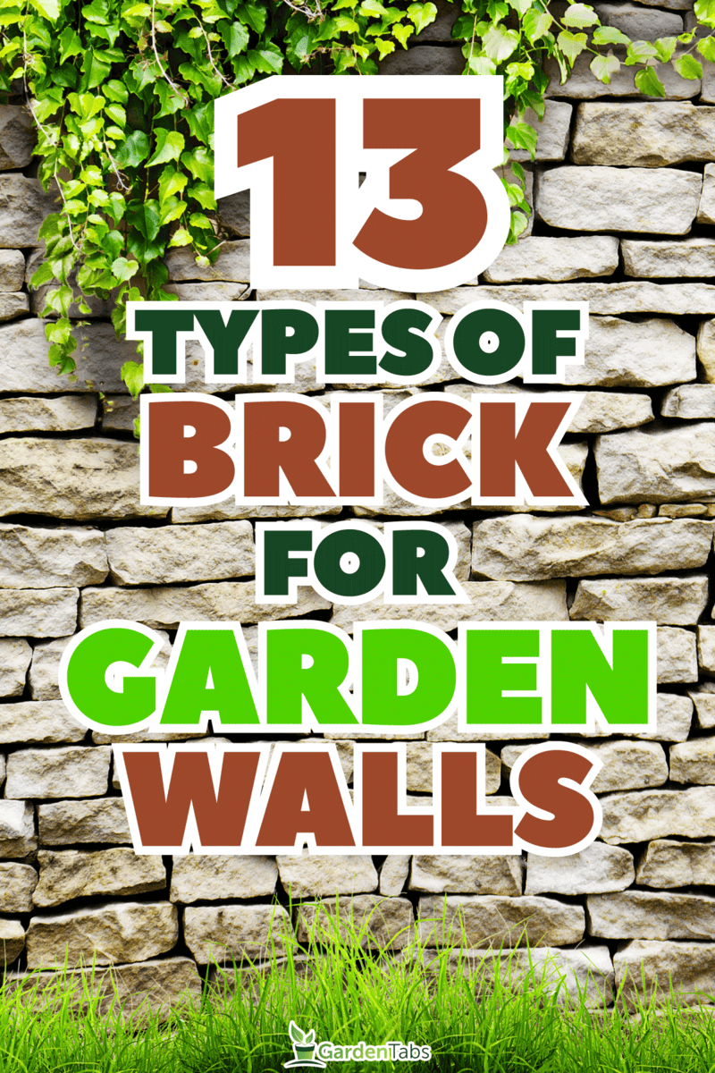 Fresh spring green leaves plant over brick wall, 13 Different Types Of Brick That You Can Use For Garden Walls, 13 Different Types Of Brick That You Can Use For Garden Walls