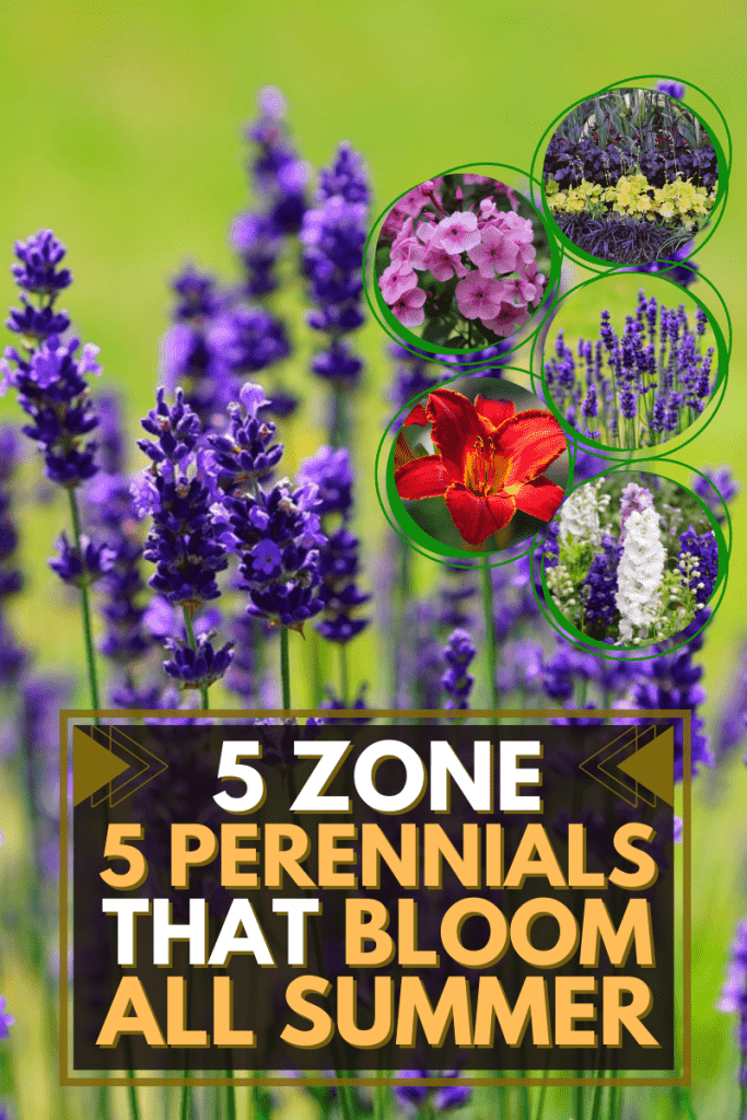 5 Zone 5 Perennials That Bloom All Summer
