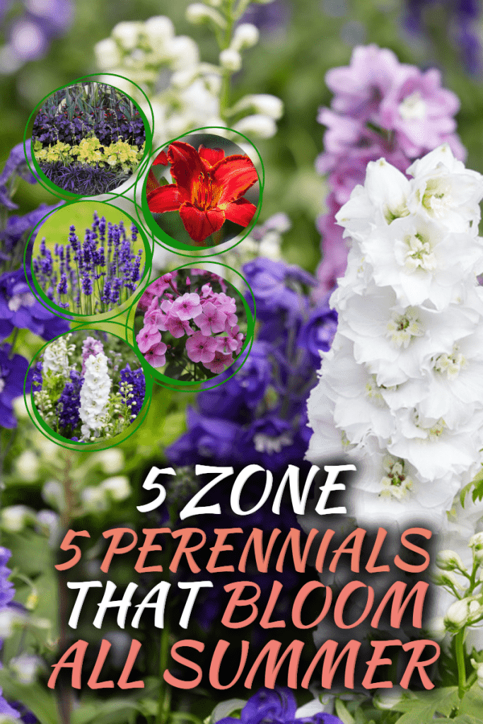 5 Zone 5 Perennials That Bloom All Summer