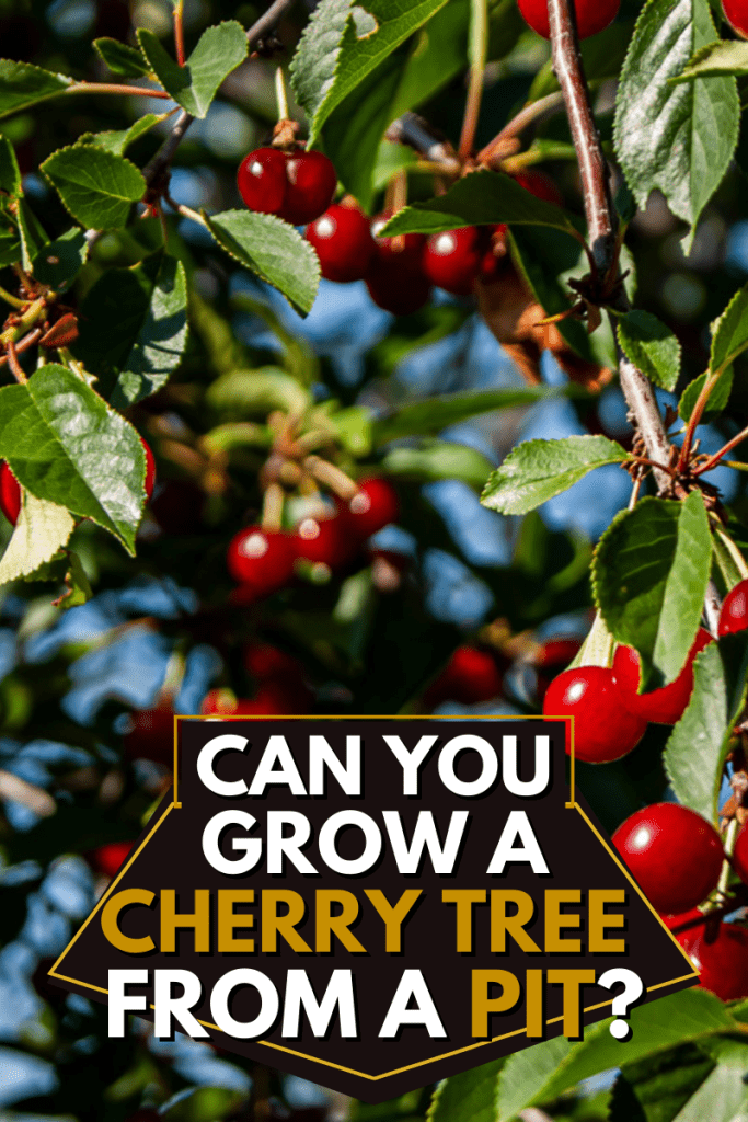 Can You Grow a Cherry Tree From a Pit?