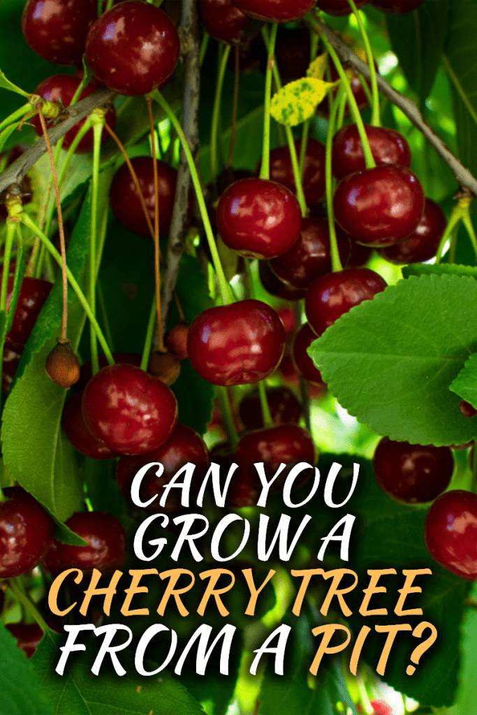 Can You Grow a Cherry Tree From a Pit?