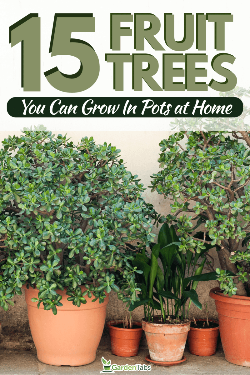 Different types of plants and pots, 15 Fruit Trees You Can Grow In Pots at Home