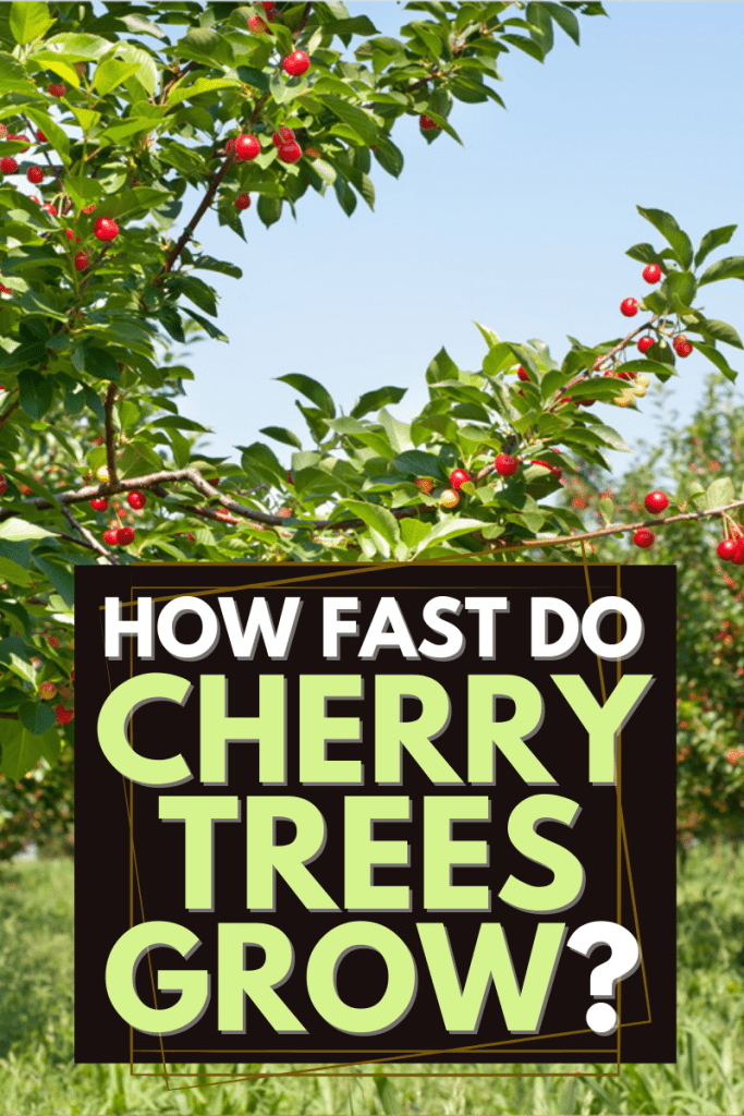 How Fast Do Cherry Trees Grow?