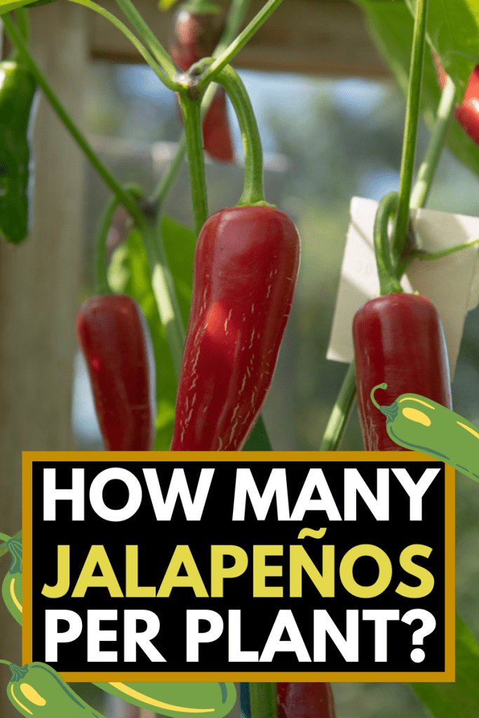 How Many Jalapeños Per Plant?