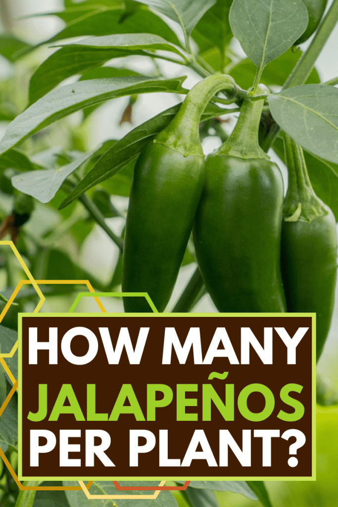 How Many Jalapeños Per Plant?