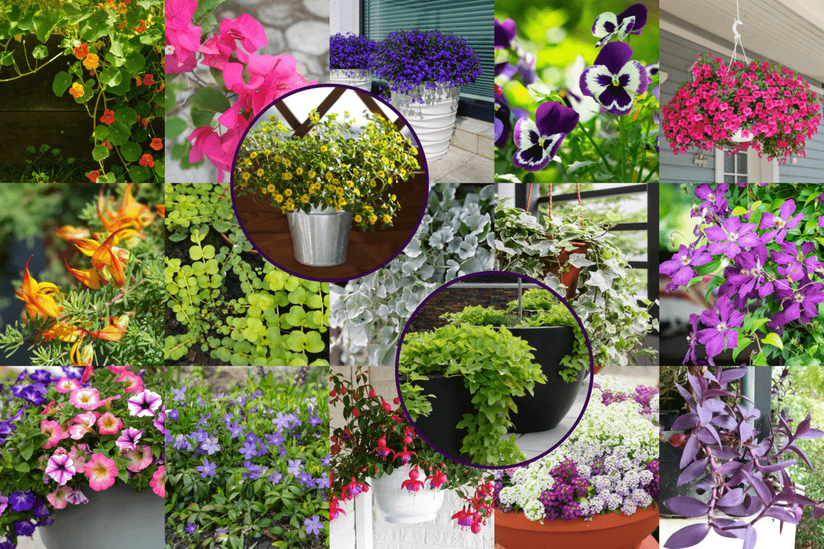 A collaged photo of different kinds of flowers