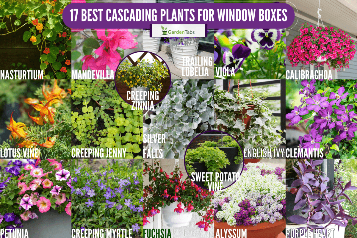 A collaged photo of different kinds of flowers, 17 Best Cascading Plants For Window Boxes