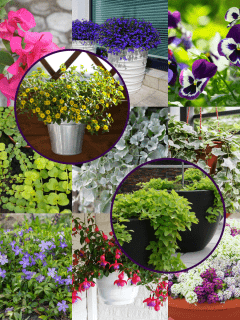 A collaged photo of different kinds of flowers, 17 Best Cascading Plants For Window Boxes