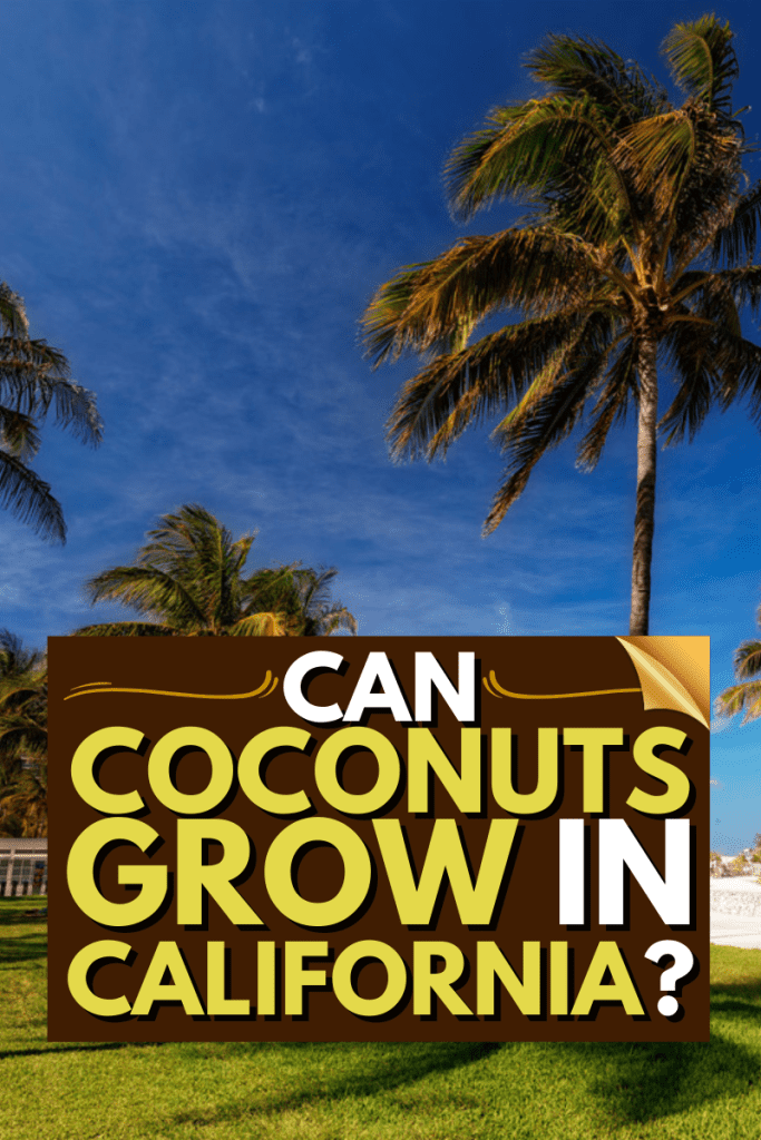 Can Coconuts Grow In California?