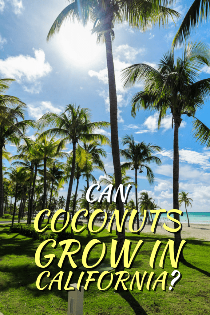 Can Coconuts Grow In California?