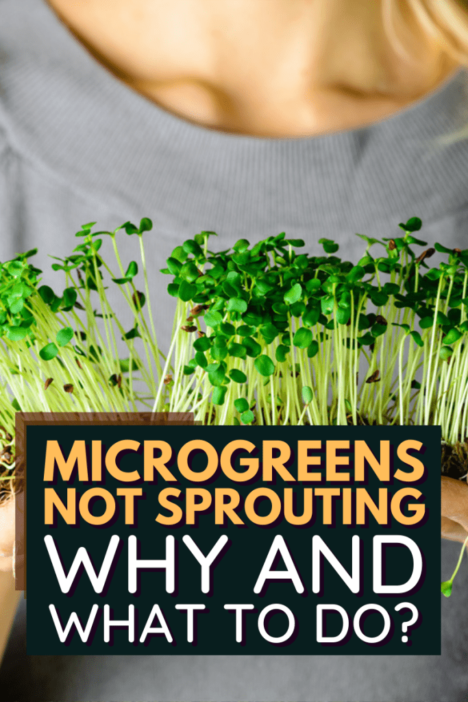 Microgreens Not Sprouting - Why And What To Do?