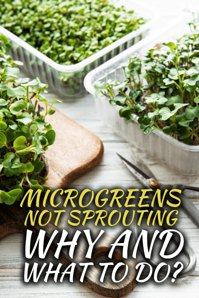 Microgreens Not Sprouting - Why And What To Do?