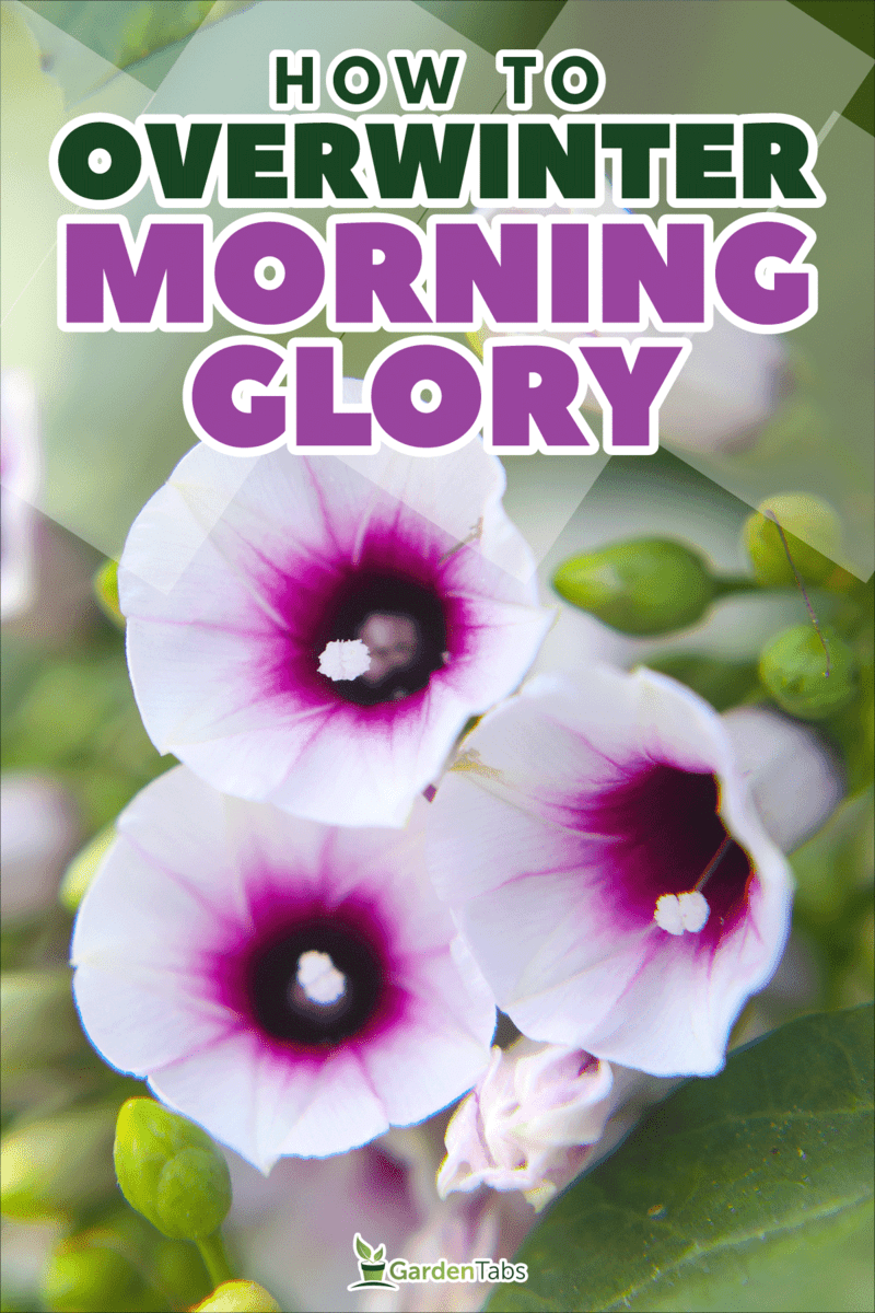 Pink morning glory flowers or Japanese morning glory, How To Overwinter Morning Glory