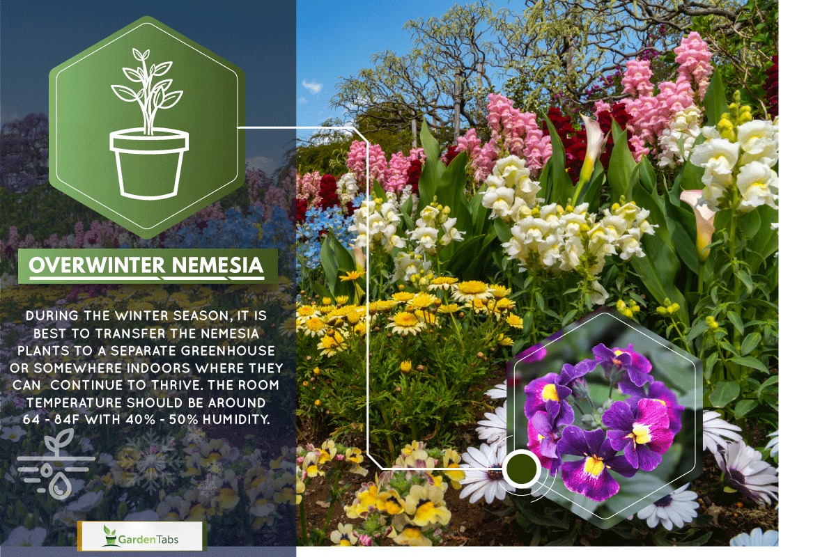 View of full bloom colorful multiple kind of flowers in springtime sunny day, How To Overwinter Nemesia