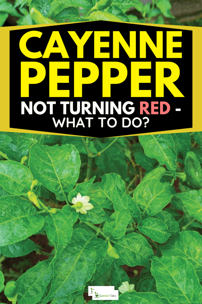 Cayenne Pepper Not Turning Red - What To Do