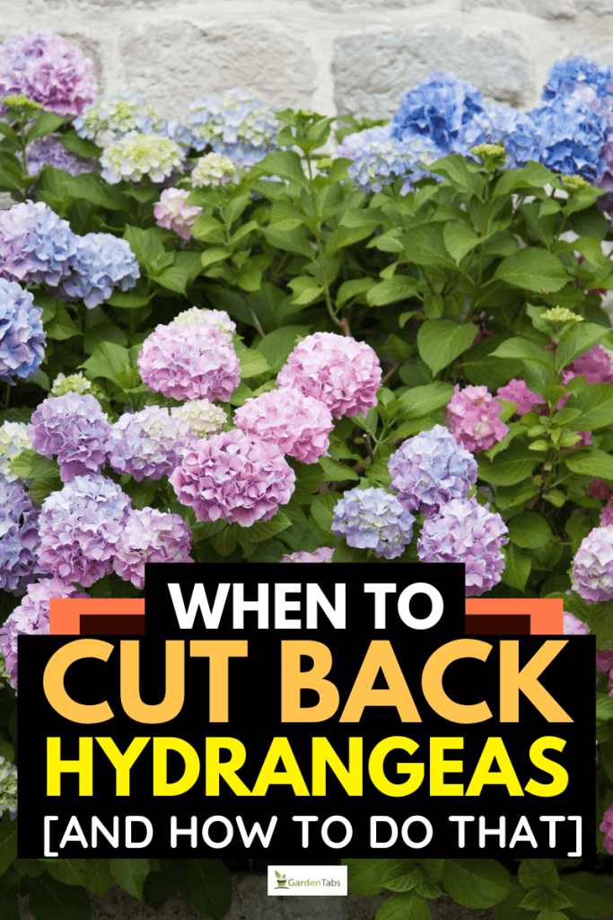When To Cut Back Hydrangeas [And How To Do That]
