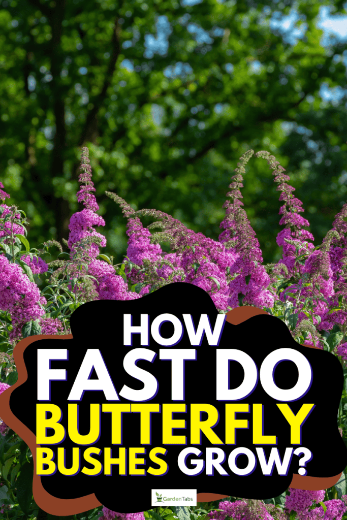 How Fast Do Butterfly Bushes Grow?
