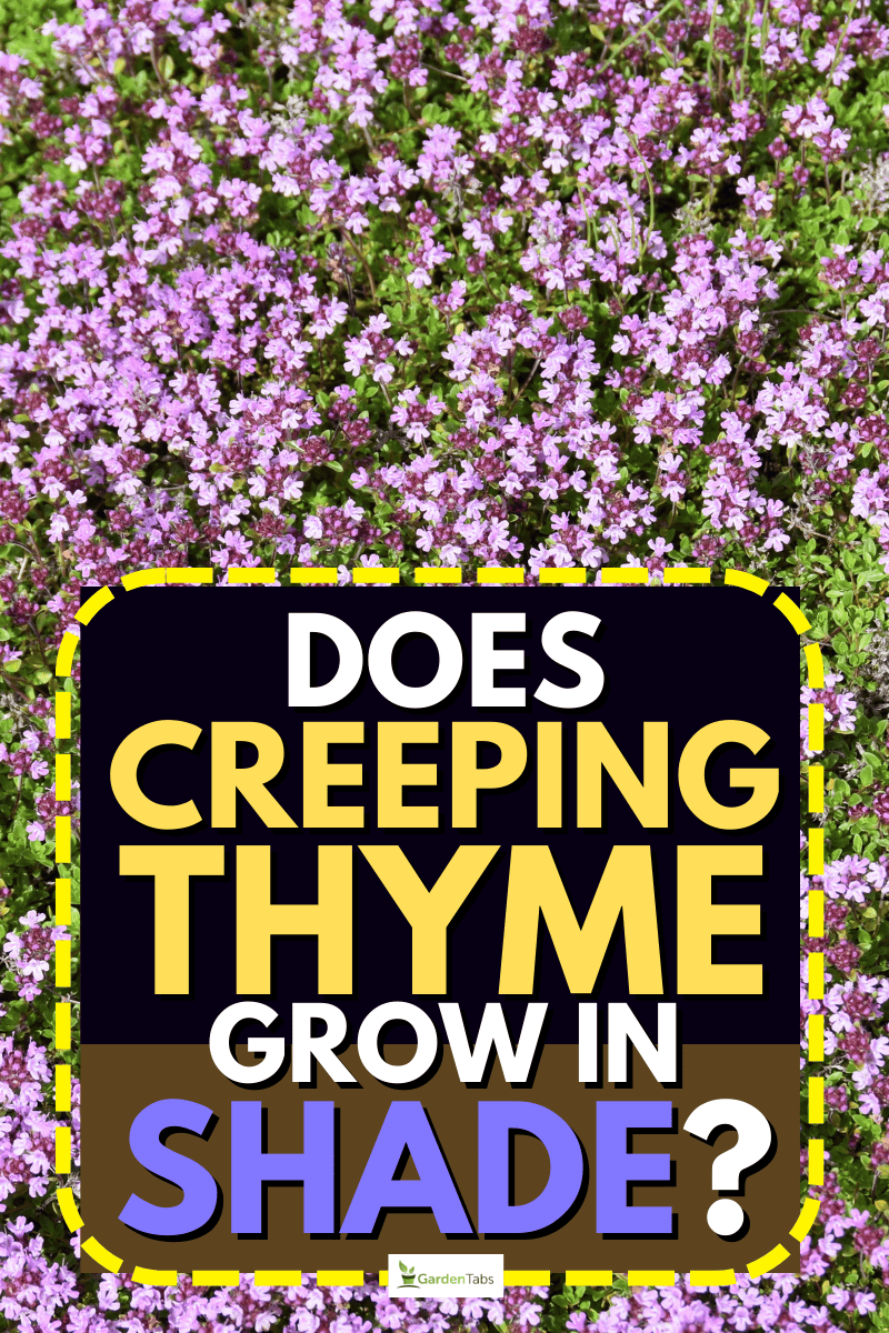 Does Creeping Thyme Grow In Shade?
