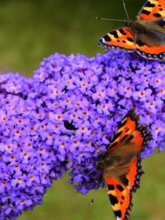 3 butterflies (admiral) on light purple summer lilacs, When To Cut Back A Butterfly Bush [And How To Do That]
