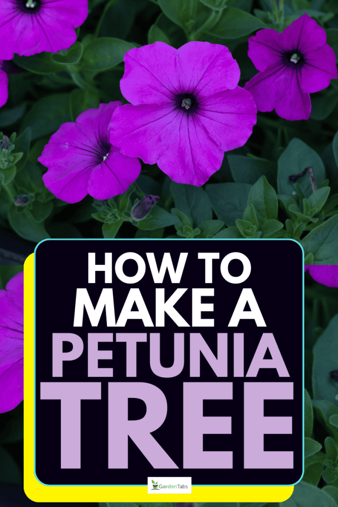 How To Make A Petunia Tree [In 11 Easy Steps!]