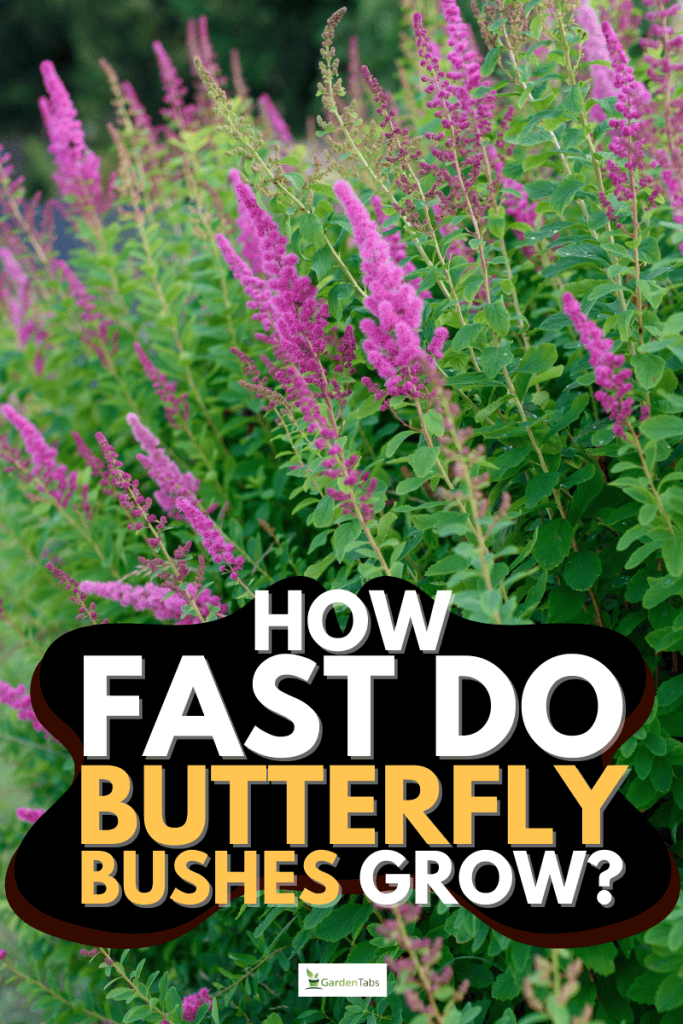 How Fast Do Butterfly Bushes Grow?