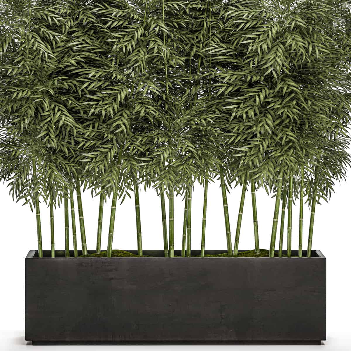 3D illustration of Bamboo bushes in a black pot isolated on white background