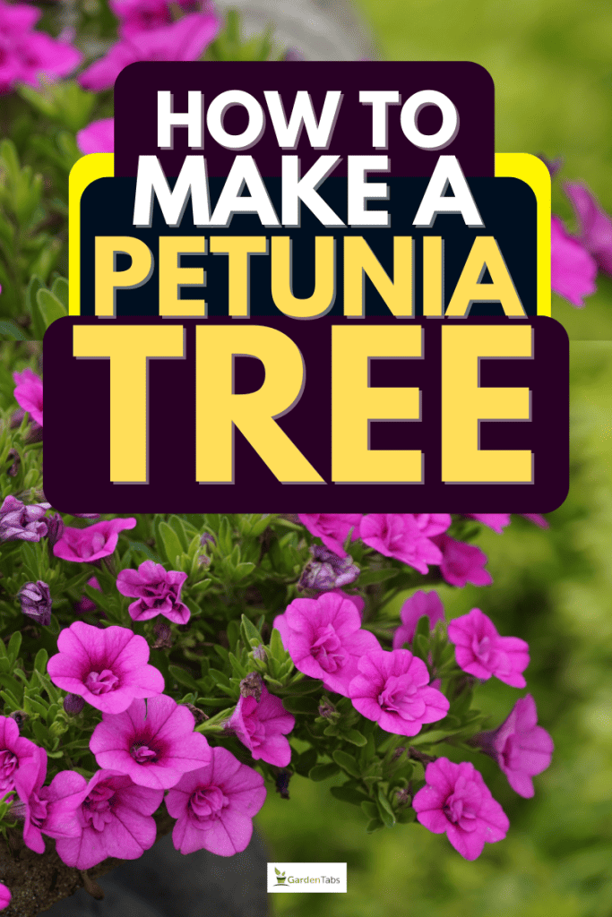 How To Make A Petunia Tree [In 11 Easy Steps!]