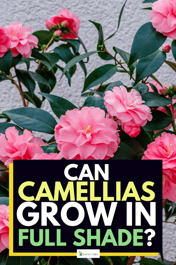 Can Camellias Grow In Full Shade?