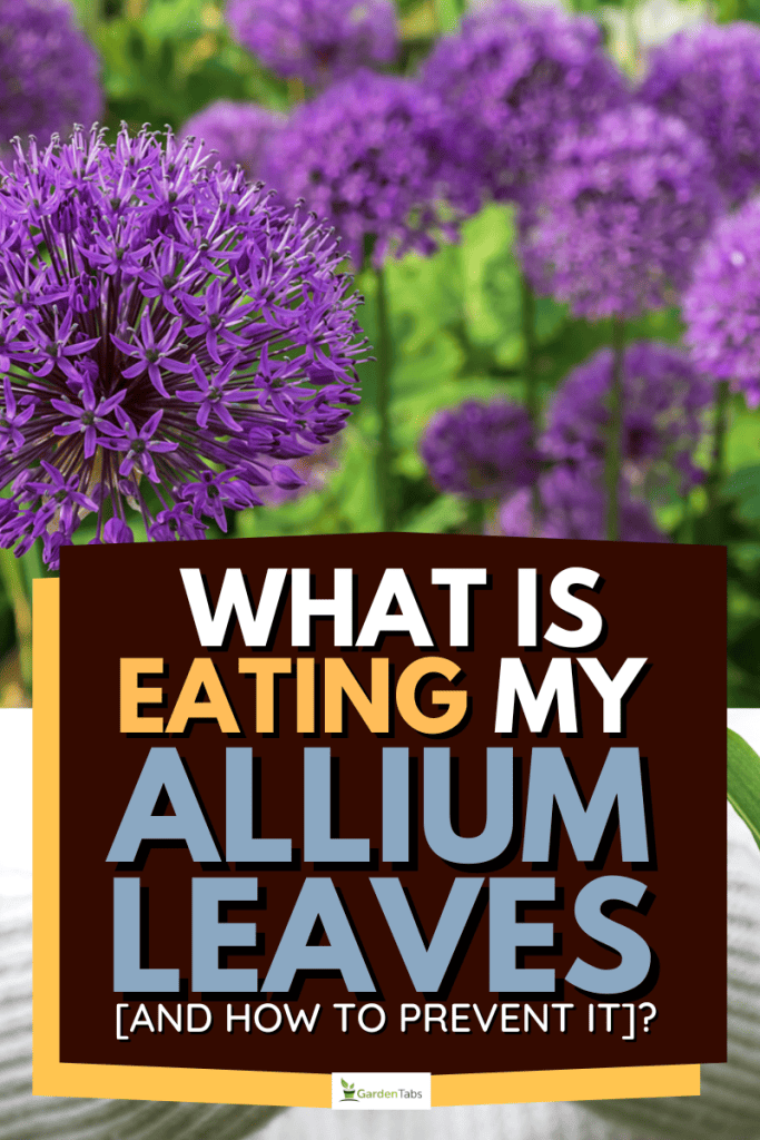 What Is Eating My Allium Leaves [And How To Prevent It]?